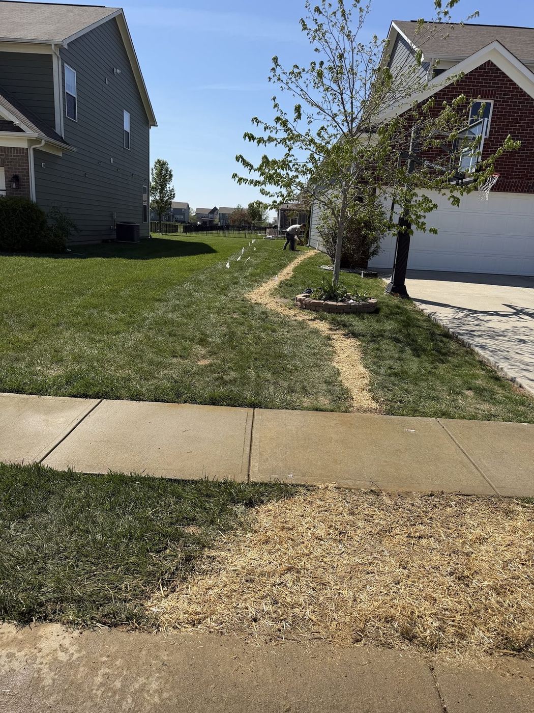 Freshly trenched and strawed drainage run crossing a suburban back yard between two homes